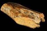 Dinosaur Bone Section - South Dakota #113636-2